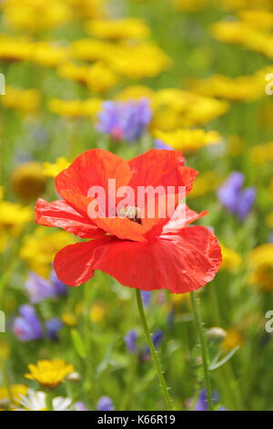 Rosso papavero (Papaver rhoeas) e mais Le calendule fiorisce in un coltivato prato di fiori selvaggi all'altezza di un inglese estate Foto Stock