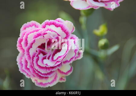 Dianthus 'Gran preferito di' un bianco doppio garofano fiorito con raspbery rosa petalo frangiare e blu-grigio fogliame in un cottage Inglese garden, REGNO UNITO Foto Stock