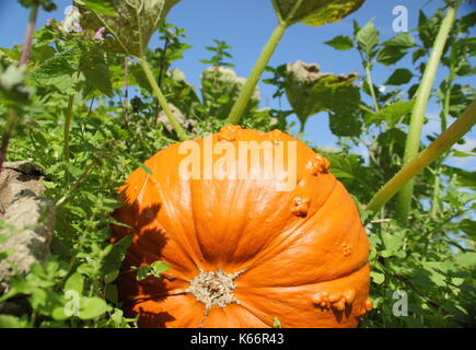 Un Knucklehead zucca matura in un orto di zucche in un inglese un orto a inizio autunno Foto Stock