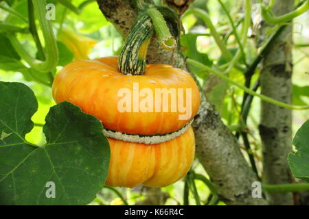 Gourd maturazione su una casa in legno di telaio di supporto in un giardino inglese in tarda estate, REGNO UNITO Foto Stock