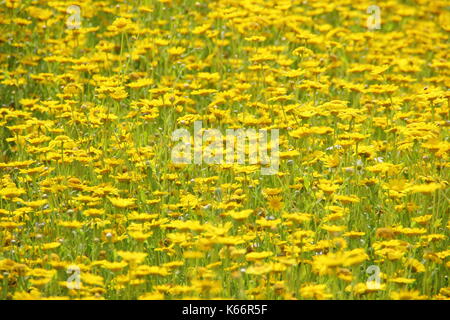 Il mais Le calendule (crisantemo segetum) fiorire in un coltivato in estate pascoli fioriti, REGNO UNITO Foto Stock