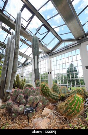 Cactus e piante grasse visualizzato nel vetro vittoriano padiglioni, una maestosa serra a Sheffield Botanical Gardens, Sheffield, Yorkshire Regno Unito Foto Stock