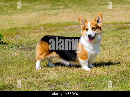 Cardigan welsh corgi guarda a parte. cardigan welsh corgi sorge nel parco. Foto Stock