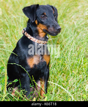 Il tedesco caccia terrier, jagdterrier. Le sedi jagdterrier sull'erba verde. Foto Stock