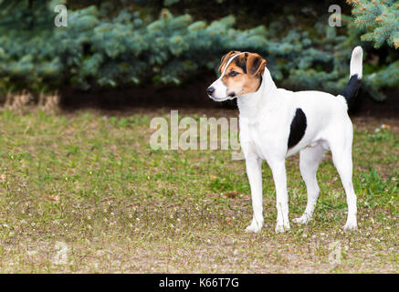 Smooth fox terrier. Il buon fox terrier è nel parco. Foto Stock