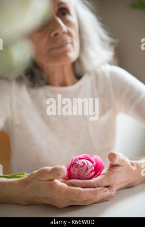 Donna anziana azienda fiore rosa Foto Stock