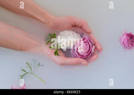 Le mani della donna caucasica coppettazione fiori in bagno di latte Foto Stock