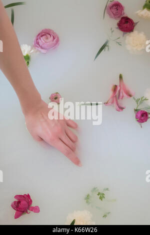 Mano di donna caucasica nel bagno di latte con fiori Foto Stock