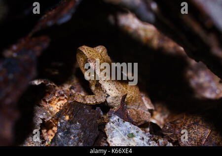 Rana di albero su terreno forestale, camuffato in foglie sfondo, Canada. Foto Stock