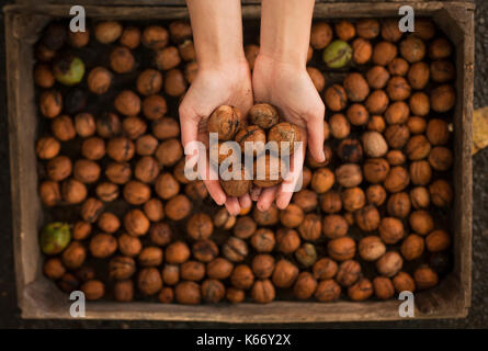 Mani noci sopra il box Foto Stock