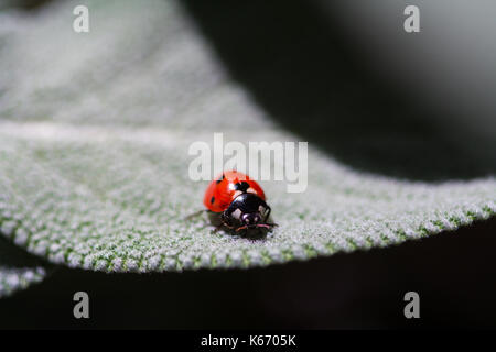 Ladybug su una foglia di salvia. foto macro del piccolo bug su foglia di tipo fuzzy. Foto Stock