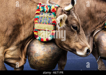 Le mucche svizzere con campane per la decorazione Foto Stock