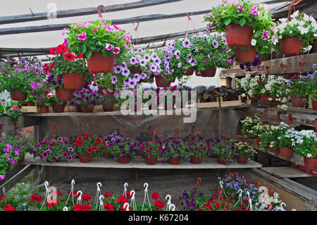 Piante sul display nel negozio di fiori Foto Stock