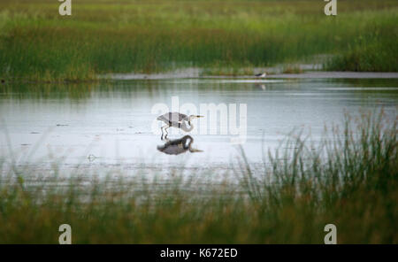 Airone cenerino decollo dall acqua vicino risaie Foto Stock