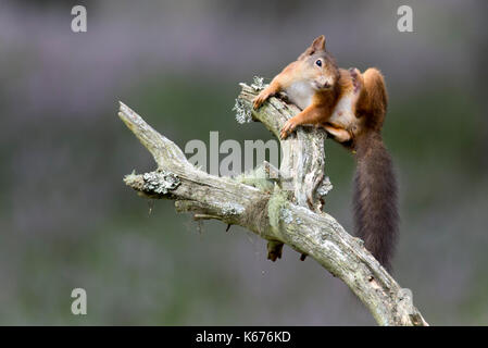 Scoiattolo rosso (scuirus vulgaris), Scottish cairngorms in agosto con moquette a terra in viola heather Foto Stock