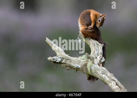 Scoiattolo rosso (scuirus vulgaris), Scottish cairngorms in agosto con moquette a terra in viola heather Foto Stock