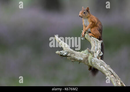 Scoiattolo rosso (scuirus vulgaris), Scottish cairngorms in agosto con moquette a terra in viola heather Foto Stock