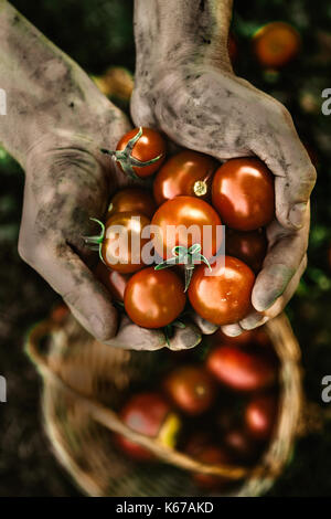 Il pomodoro raccolto. Gli agricoltori le mani con appena raccolto di pomodori. Foto Stock