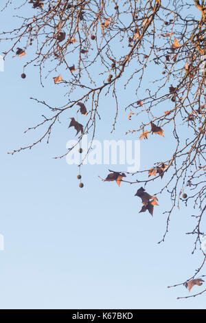 Foglie di autunno e baccelli di semi della Londra albero piano contro il cielo blu. Platanus acerifolia o Platanus hispanica Foto Stock