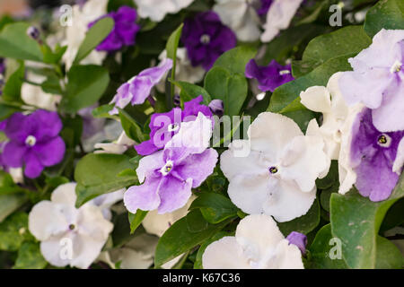 Brunfelsia pauciflora in fiore. Ieri, oggi e domani impianto Foto Stock