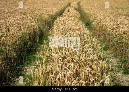 Campo di fattoria con grano a Devon, Inghilterra Foto Stock