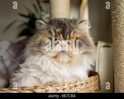 Gatto peloso seduto in un cestello Foto Stock