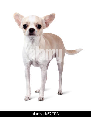 Chihuahua cane isolato su bianco Foto Stock