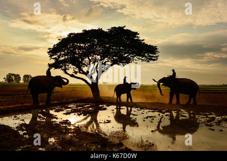 Silhouette di tre uomini seduti su elefanti da un lago, Surin, Thailandia Foto Stock