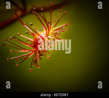 Sundew (drosera) fiore, Australia occidentale, Australia Foto Stock