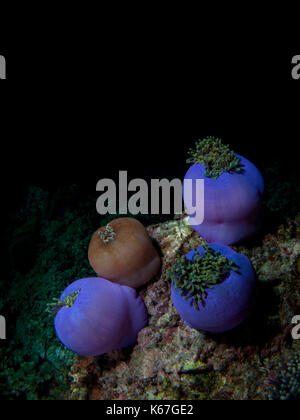 Anemoni di mare parzialmente aperta su corallo con sfondo nero Foto Stock