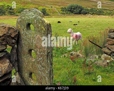 Vista rurale con lone Herdwick ovini e la pietra antica porta post in Newlands Valley nel distretto del lago, Cumbria, England, Regno Unito Foto Stock