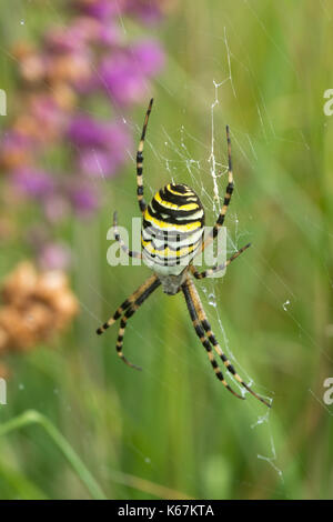 Close-up di wasp spider (Argiope bruennichi) in Hampshire, Regno Unito Foto Stock