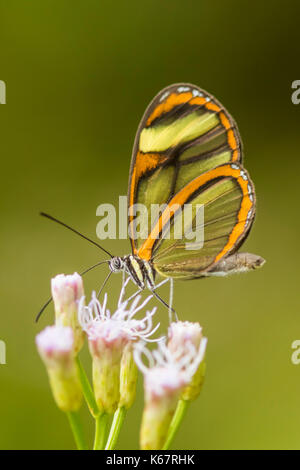 Vetro farfalla alato sul fiore viola con sfondo verde Foto Stock