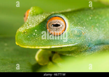 Rana verde con occhi rossi macro closeup dettaglio Foto Stock