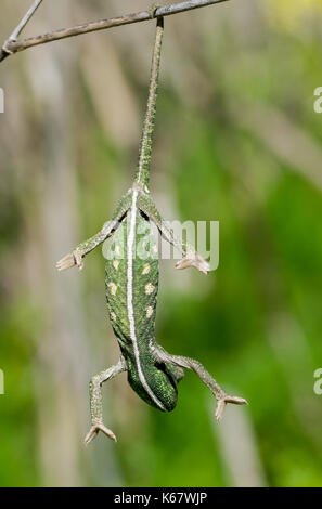 Un bambino chameleon cercando di equilibrio e tenere premuto su un rametto di finocchio utilizzando solo la sua coda Foto Stock