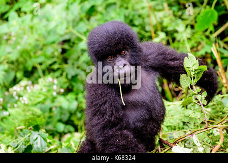 Carino e adorabile baby gorilla Foto Stock