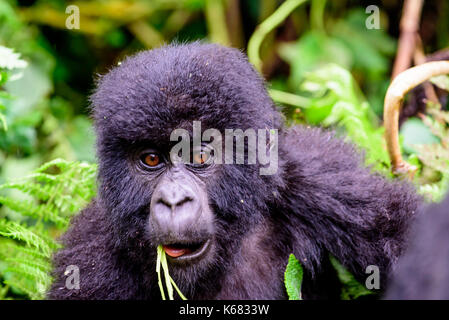 Innocenzo volto di un bambino curioso gorilla di montagna Foto Stock