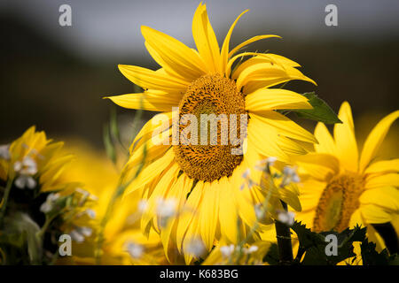 Giallo brillante, campi di girasoli. Foto Stock