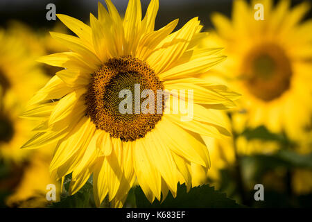 Giallo brillante, campi di girasoli. Foto Stock