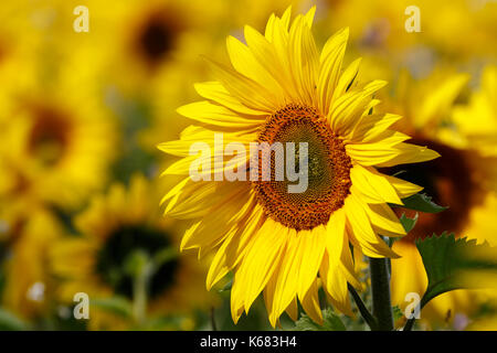 Giallo brillante, campi di girasoli. Foto Stock