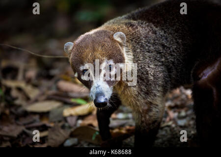 Bianco-coati dal naso, Nasua narica, nella foresta pluviale del Parco nazionale di Soberania, Repubblica di Panama. Foto Stock