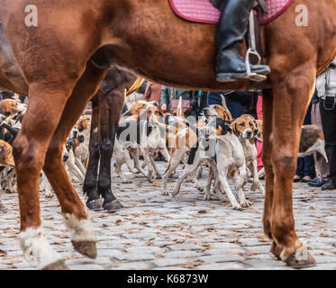 Cani da caccia in movimento incorniciata da un il domatore cavallo di gambe e corpo, durante uno spettacolo nelle zone rurali della Francia. Foto Stock