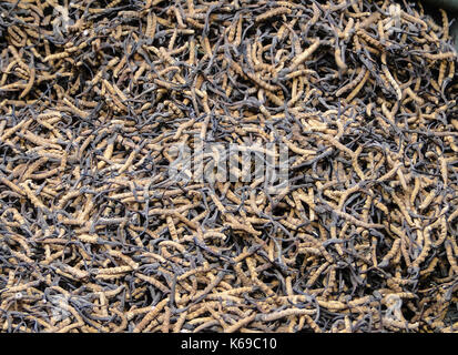 Yarsagumba per la vendita al mercato di strada a Lhasa, in Tibet. yarsagumba è un prezioso herb utilizzate per diversi scopi medicinali. Foto Stock