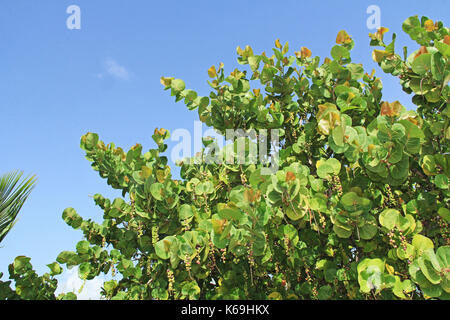 In alto di un mare Albero di uva con spazio di copia Foto Stock