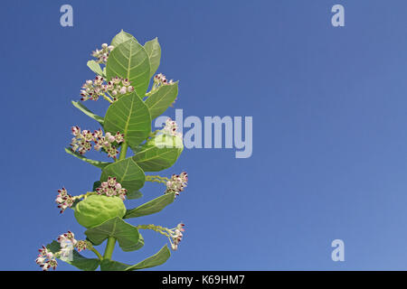 Fiorisce e baccelli di semi su un gigante Milkweed Foto Stock