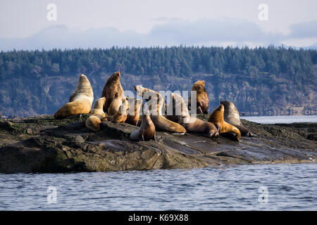 Una famiglia di leoni di mare seduti su un isolotto roccioso. La foto è stata scattata in hornby isola, British Columbia, Canada, durante un inverno mattina. Foto Stock