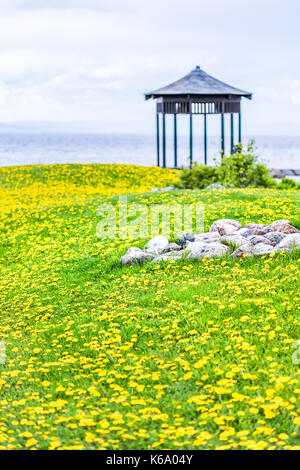 Campo di giallo dei fiori di tarassaco, campo di erba dal fiume San Lorenzo a La Malbaie, Quebec, Canada nella regione di Charlevoix con gazebo, spiaggia rocciosa wit Foto Stock