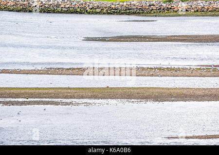 La Malbaie, Canada fiume San Lorenzo nella regione di Charlevoix in Quebec con il gregge di molti animali selvatici gabbiani uccelli sulla spiaggia rocciosa con scogli di granito Foto Stock
