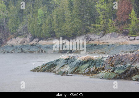 Port-au-Persil, La Malbaie, Canada fiume San Lorenzo nella regione di Charlevoix in Quebec con il gregge di molti gabbiani uccelli sulla spiaggia rock durante la pioggia rai Foto Stock