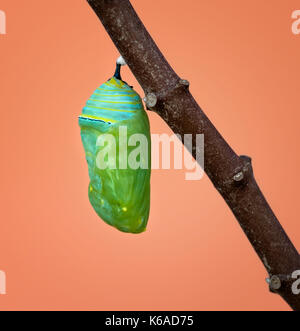 Un monarca fresca crisalide o pupa attaccato ad un ramo milkweed Foto Stock